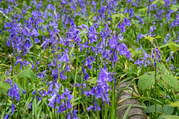 Close up of beautiful bluebell flowers in the woods in Kent, England