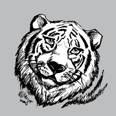 Tiger head on grey background, Portrait derawn black contour.,line art. Graphics vector illustration. Exotic animal face baackround, print, texture.