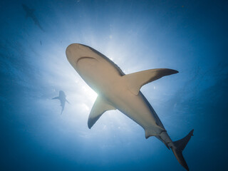 Surrounded by sharks