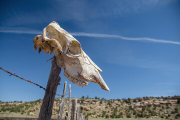 Cow skull on fence post