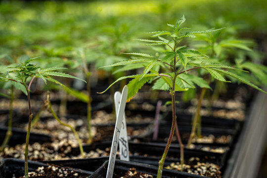 cannabis clone