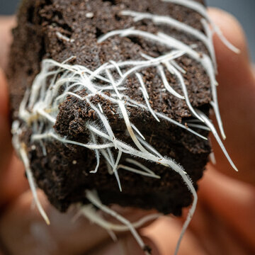 Cannabis Roots