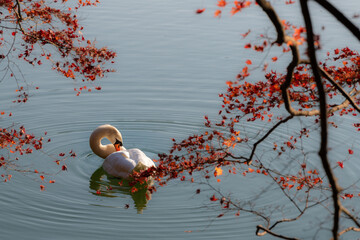 秋の白鳥