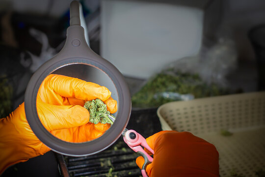 Cannabis Magnification Hand Trimming A Bud