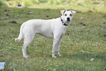 White Domestic Dog Stand Looking You Outside Searching for Playing