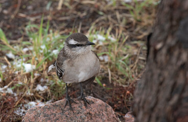 Ave se para sobre la nieve