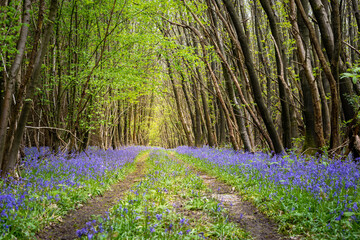 Bluebells line a trail through a dense woodland