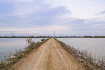 Fototapeta na wymiar Dirt road between the rice fields of La albufera in Valencia, Spain