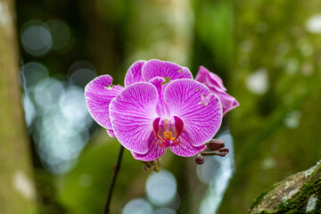 orchids of different colors