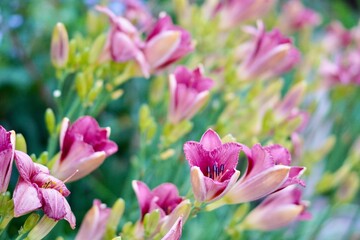 花のクローズアップ写真