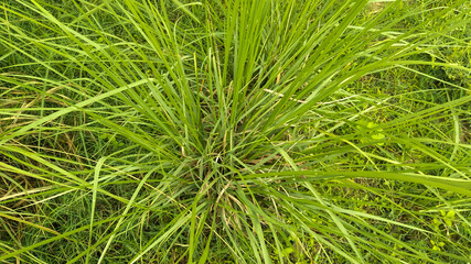 Kush or eragrostis cynosuroides big grass