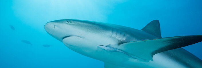 Surrounded by sharks