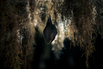 Close up small lesser horseshoe bat covered by wings, hanging upside down on top of by roots growth arched cellar while hibernating. Creative wildlife take. Creatively illuminated blurry background.