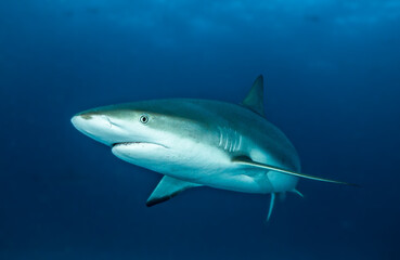 Surrounded by sharks