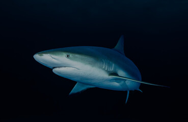 Surrounded by sharks