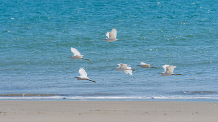 Bandada de aves Garza Blanca