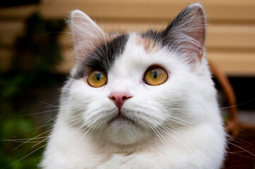 Surprised tricolor cat walks in nature in the country