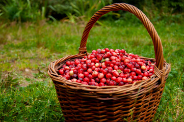 Fresh cranberries in a basket on the moss