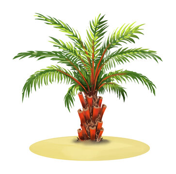Palm tree, hand painted , stylized and isolated on a white background