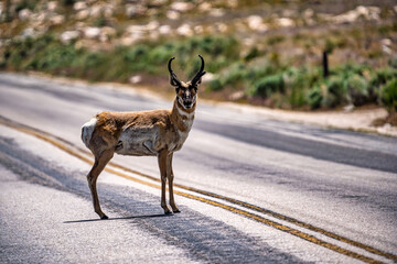 Large male American antelope or pronghorn with flies swarming over its head