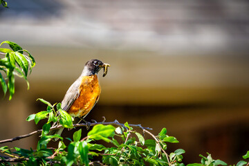 An American Robin with a worm or caterpillar perched on a tree limb 
