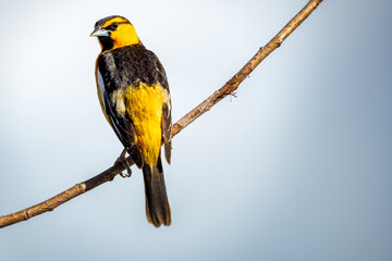 A male Bullock's Oriole perched on a branch