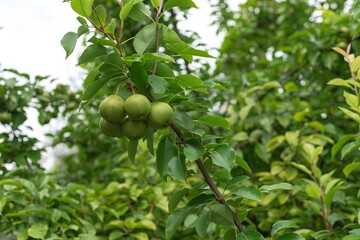 Look up view load of pear fruit on tree branch at homestead farm orchard near Dallas, Texas, USA