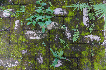 Dirty and mossy paving block textured and material for 3D rendering and background collection