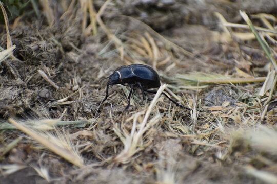 Black Beetle Tiny Insect Walking into the Ground in a Cold Winter Day Searching for Food - Lower Spot