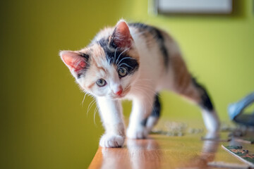 Calico kitten "helping" with a jigsaw puzzle on a wood table. Walking towards the camera.. Green background. © Karen Hogan