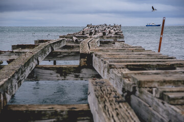 Seagulls on an old dock in the Estrecho de Magallanes (Strait of Magellan), Punta Arenas, Chile