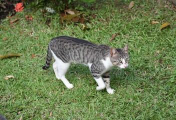 Cat roaming around the Kingstown Botanical Garden, St. Vincent and the Grenadines.