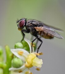 Housefly on the flower of a pommecythere tree, Trinidad 