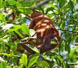 A red howler monkey eating leaves from a fruit tree in the Bamboo Cathedral, Chaguaramas, Trinidad and Tobago.