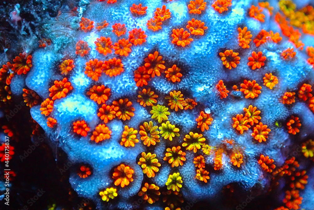 Sticker Open polyps on Montipora SPS coral, ultra macro shoot