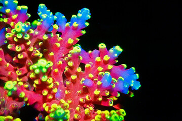 Acropora tenuis colorful sps coral is famous in stock exchange worldwide