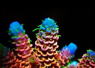 Acropora millepora colorful sps coral on black background