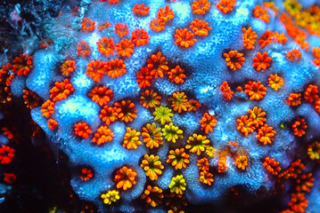 Fototapeta na wymiar Open polyps on Montipora SPS coral, ultra macro shoot