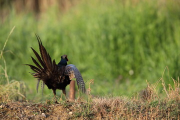 Japanese Green Pheasant (Phasianus versicolor) male in Japan