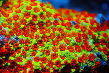 Open polyps on Montipora SPS coral, ultra macro shoot