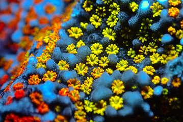Open polyps on Montipora SPS coral, ultra macro shoot