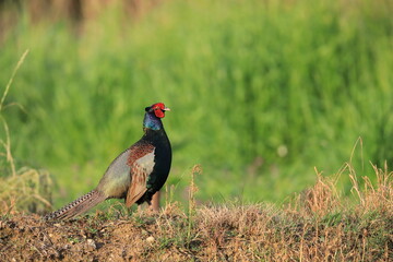 Japanese Green Pheasant (Phasianus versicolor) male in Japan