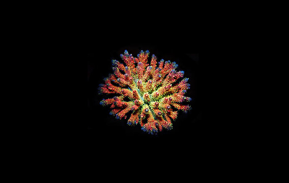 Acropora millepora colorful sps coral on black background