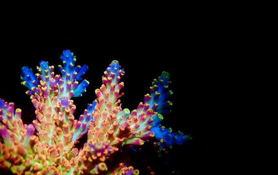 Acropora millepora colorful sps coral on black background