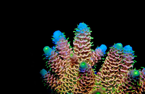 Imagens de Acropora Coral – Explore Fotografias do Stock