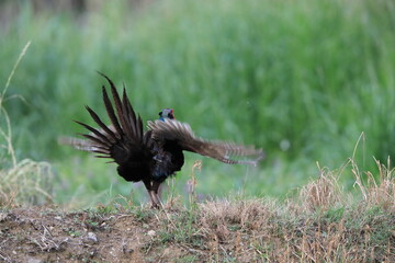 Japanese Green Pheasant (Phasianus versicolor) male in Japan