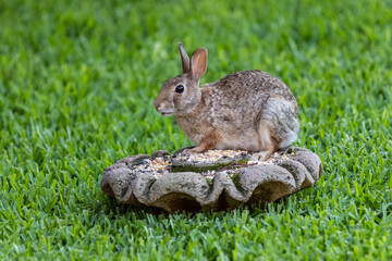 Silly Rabbit