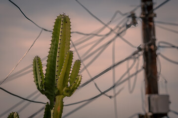 cactus at city