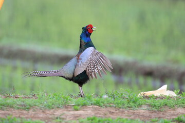 Japanese Green Pheasant (Phasianus versicolor) male in Japan