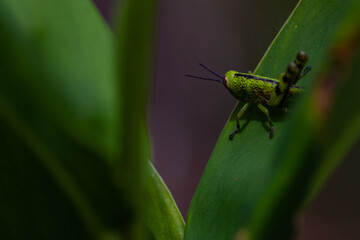 grasshopper on a leaf